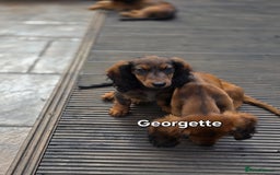 Dachshund dogs for sale: Red long-haired standard dachshund puppies - Image 35