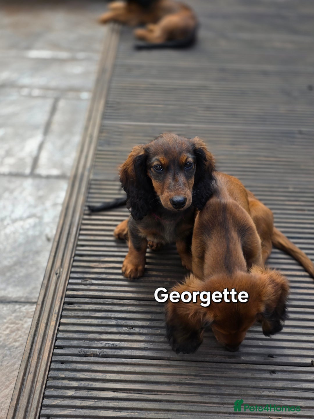 Dachshund dogs for sale: Red long-haired standard dachshund puppies - Image 35