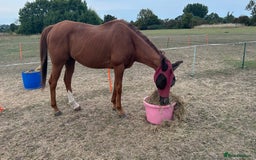 Irish Thoroughbred horses for sale: Tb gelding for sale - Advert 5