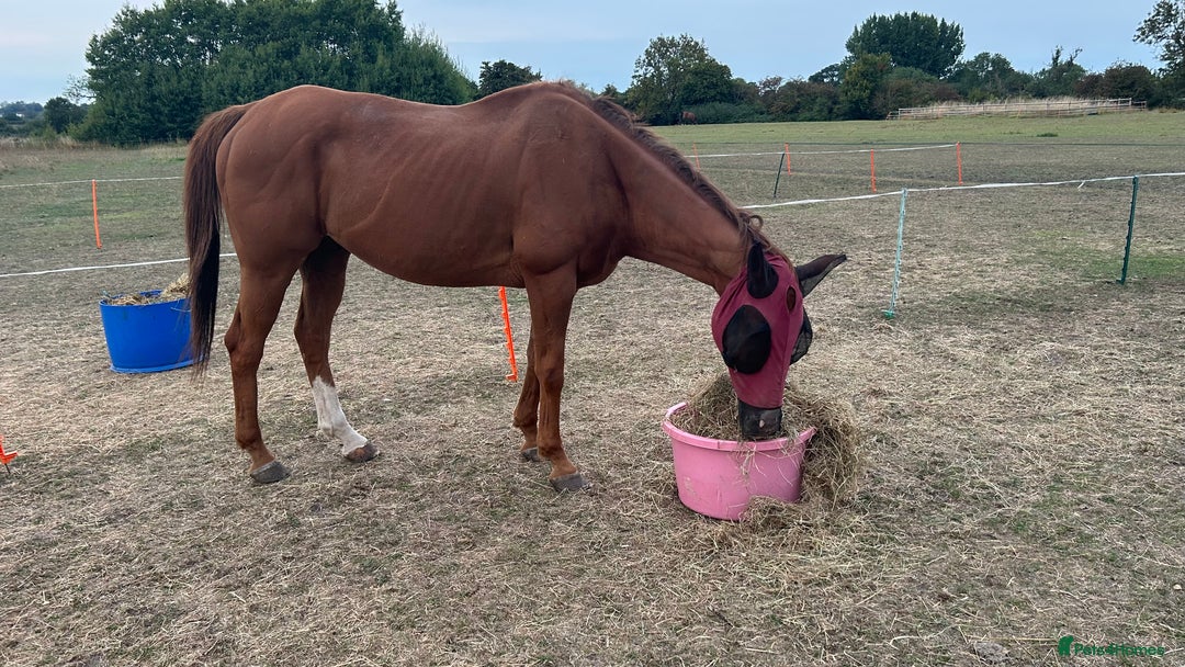 Irish Thoroughbred horses for sale: Tb gelding for sale - Advert 5