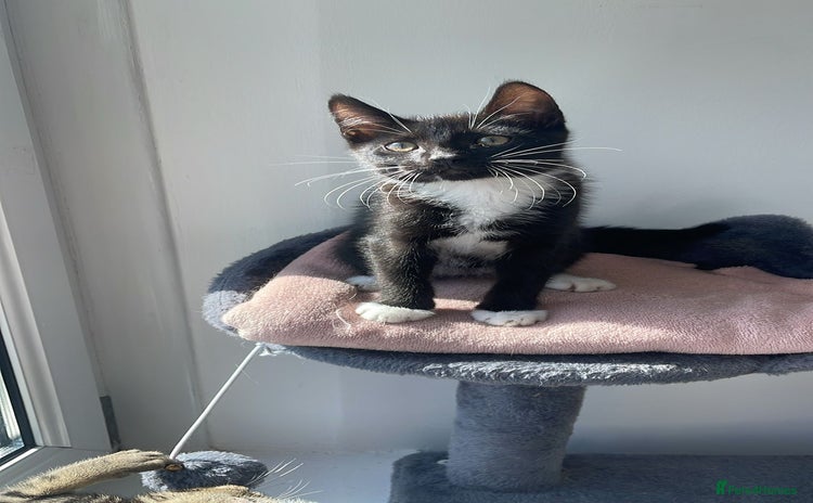 American Shorthair cats - Advert 1