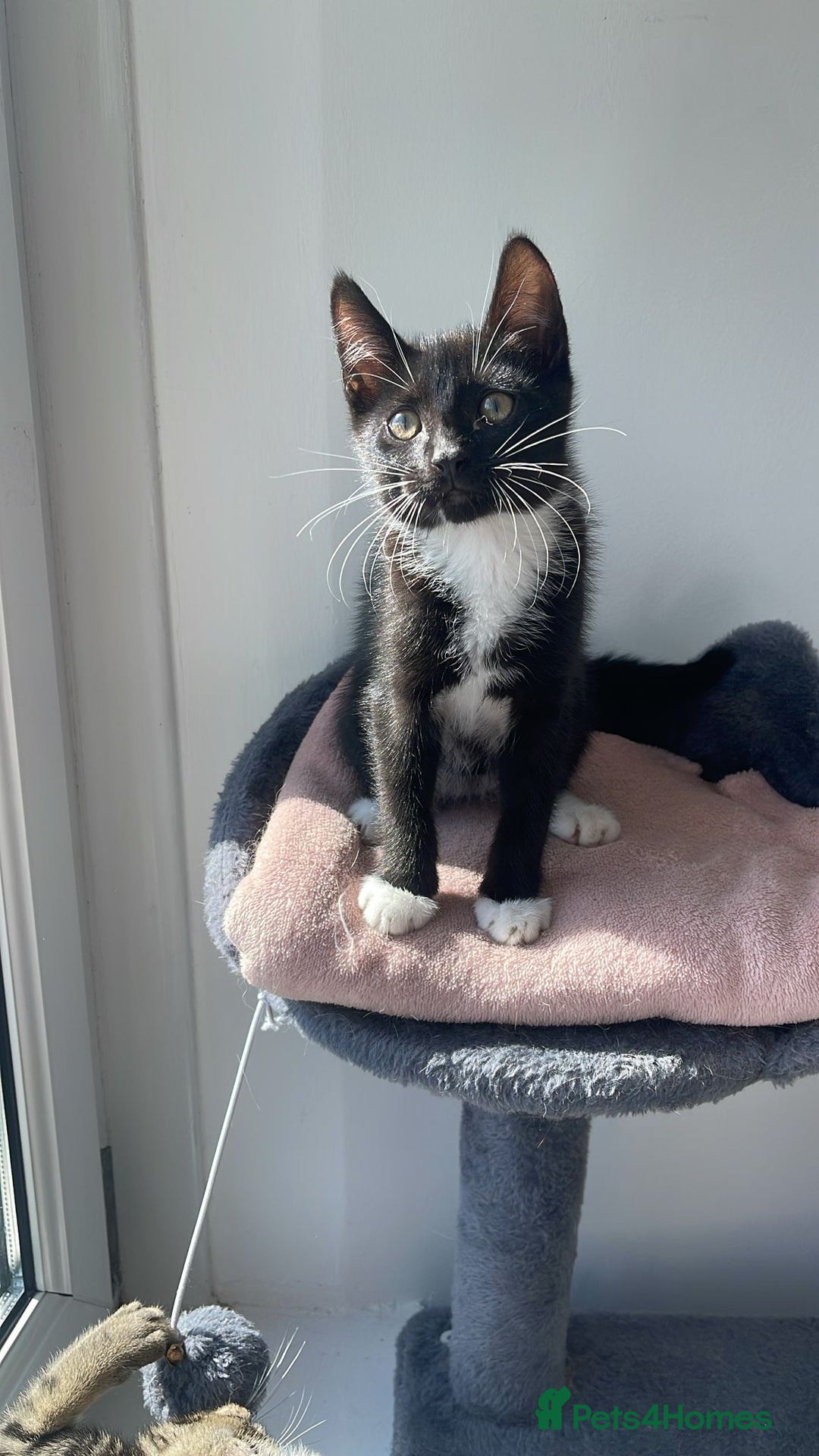 American Shorthair cats for sale: Kittens for sale  - Image 1