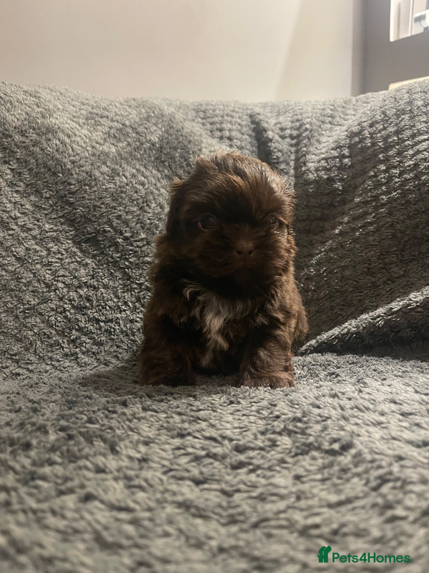 Shih Tzu dogs Imperial shih tzu puppies  - Advert 6