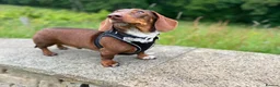 Dachshund dogs for sale: Male daschund  in Keighley - Advert 4