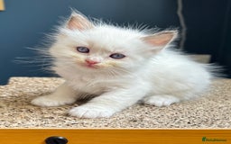 Ragdoll cats for sale: Stunning Rainbow of Ragdoll Kittens - Image 22