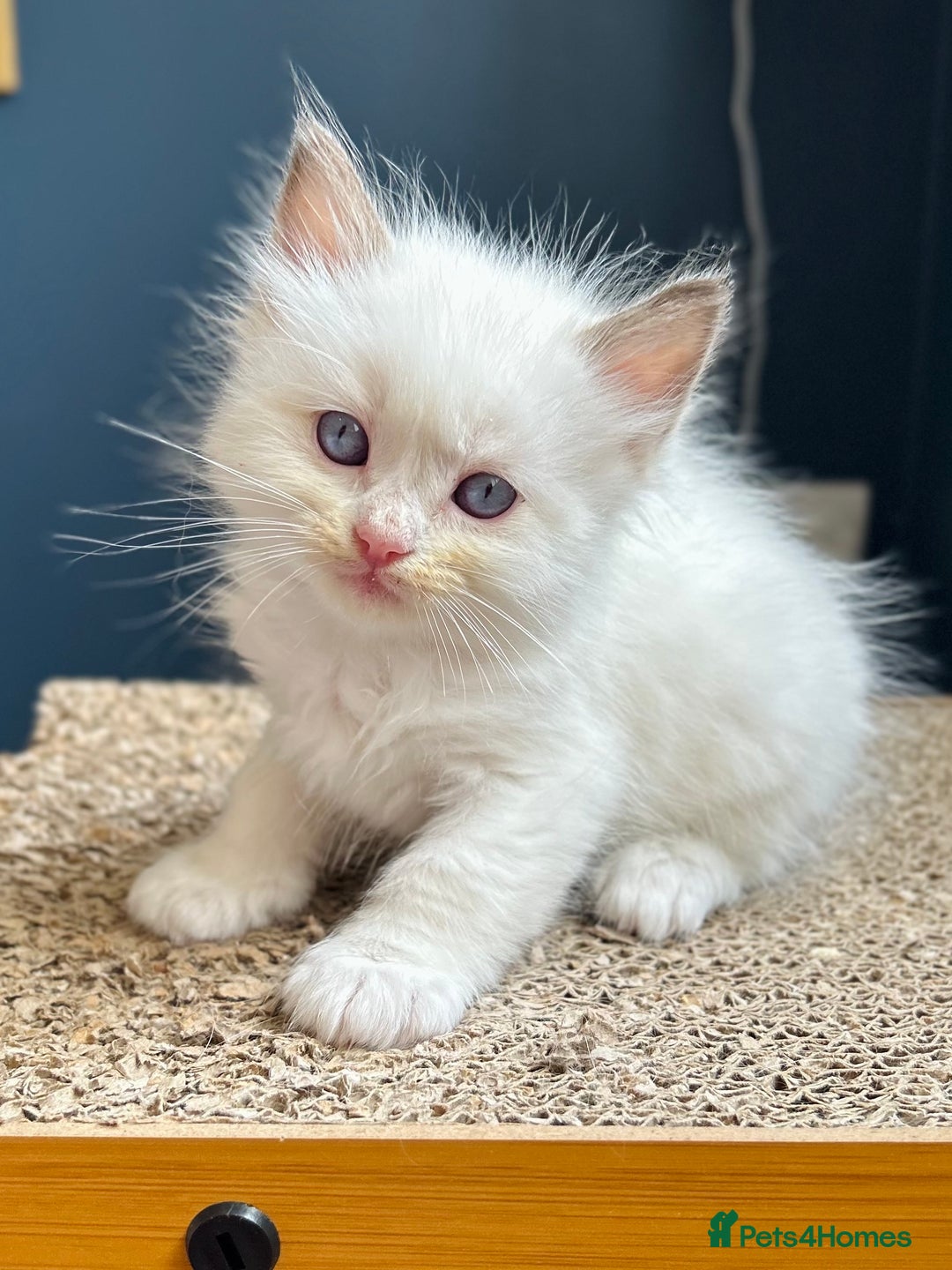 Ragdoll cats for sale: Stunning Rainbow of Ragdoll Kittens - Image 22