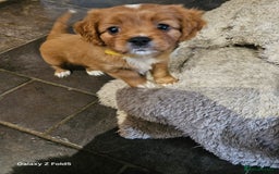 Cavapoo dogs for sale: LITTER OF BEAUTIFUL F2 CAVAPOOS  - Image 2