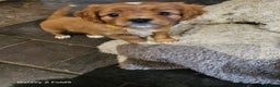 Cavapoo dogs for sale: LITTER OF BEAUTIFUL F2 CAVAPOO 1 boy now left   - Advert 3