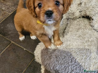 Cavapoo dogs LITTER OF BEAUTIFUL F2 CAVAPOO 1 boy now left - Advert 17