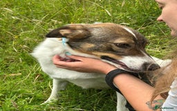 Mixed Breed dogs for adoption: Eddie - Norwich Norfolk  - Image 7