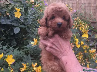 Toy Poodle dogs Beautiful Red Toy poodle Puppies - Advert 4