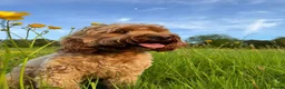 Cockapoo dogs for sale: 🐾 Cockapoo Puppies Due 8th November! ❤️ 🐾 in Ruardean - Advert 1