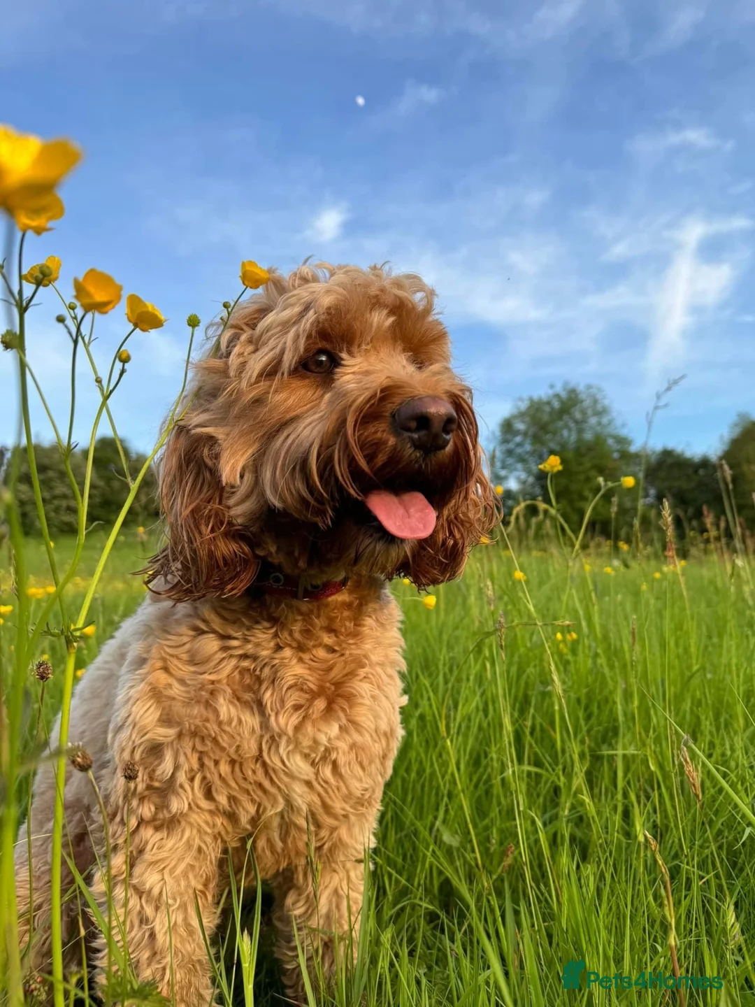 Cockapoo dogs for sale: 🐾 Cockapoo Puppies Due 8th November! ❤️ 🐾 in Ruardean - Advert 1