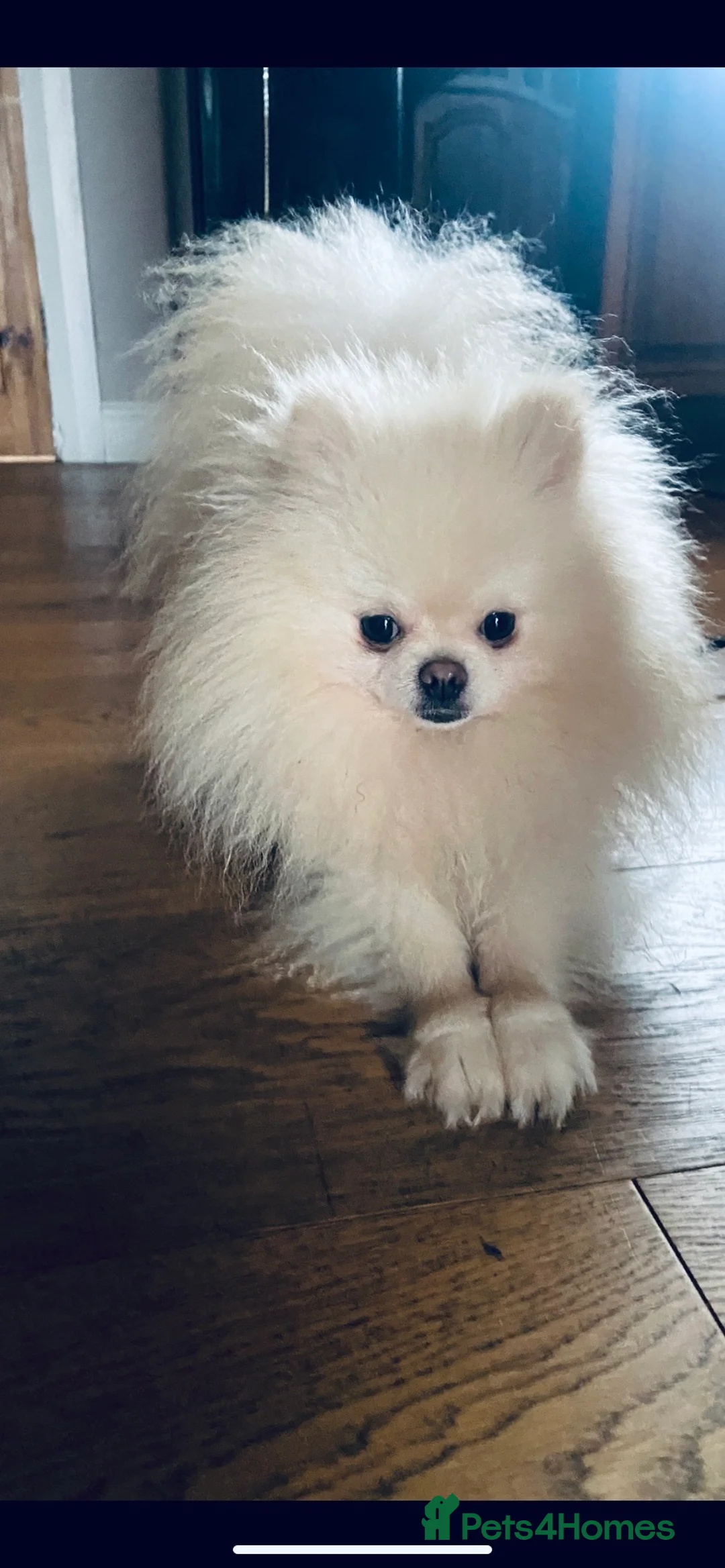 Pomeranian dogs for stud: Chaio Li Ya top champion lines stud dog kc reg in Ferryhill - Advert 2