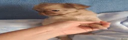 Chihuahua dogs for sale: Long Coat Chihuahua pups - Advert 12