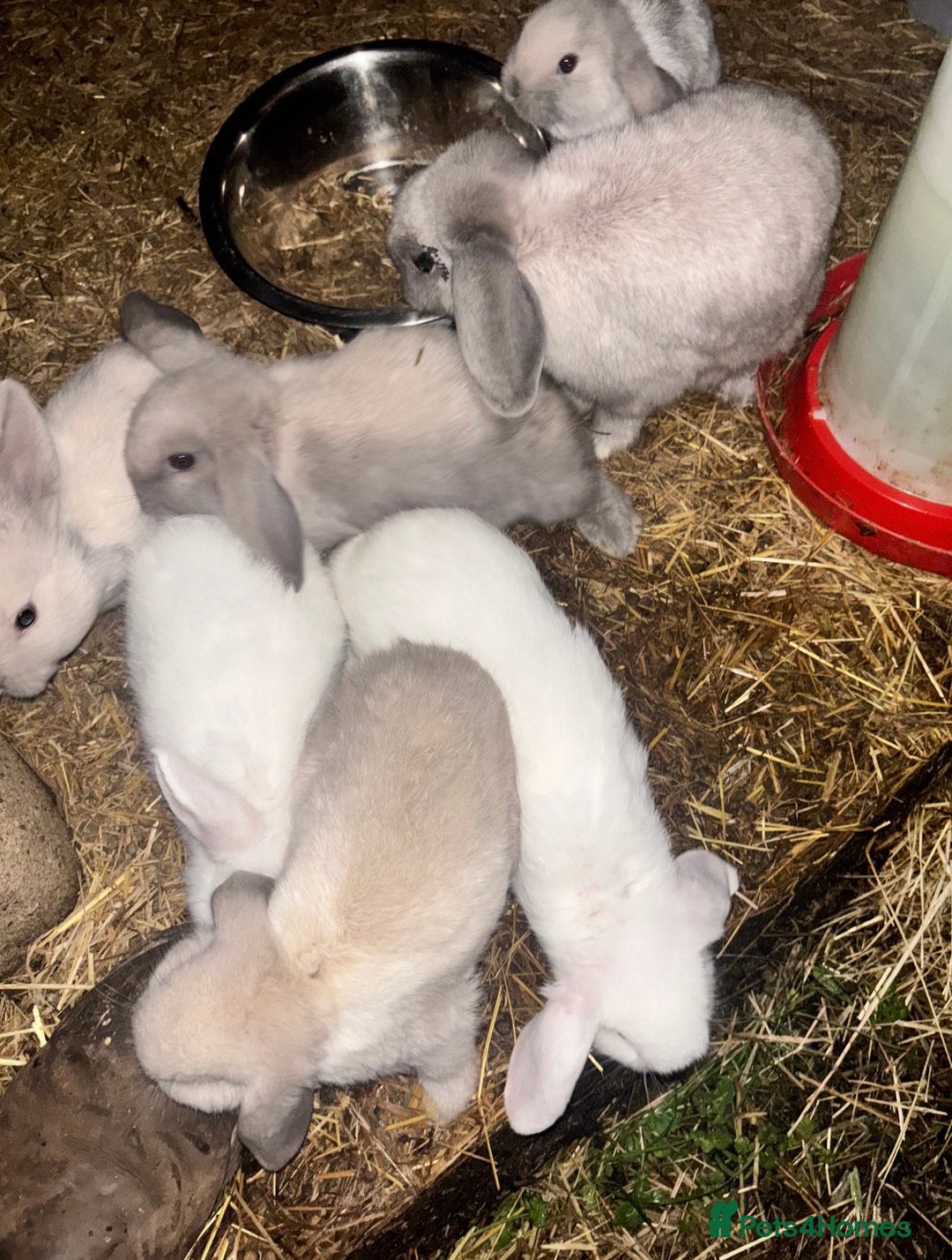 Mini Lop rabbits for sale: beautiful baby mini lops - mixed sex litter - Advert 2