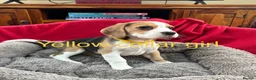 Beagle dogs for sale: Beautiful Beagle Puppies for sale - Advert 3