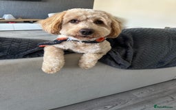 Cockapoo dogs for sale: 1 Year old Cockerpoo - Advert 2