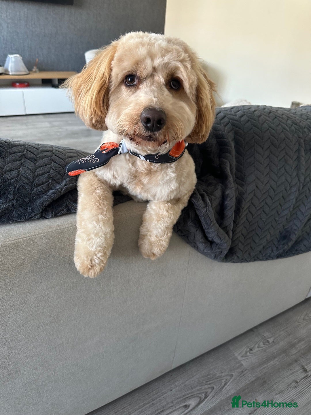 Cockapoo dogs for sale: 1 Year old Cockerpoo - Advert 2