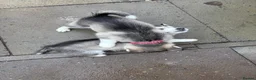 Siberian Husky dogs for sale: Stunning husky pups  - Advert 14