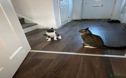 Domestic Shorthair cats for sale: Beautiful Grey & White Kitten for Sale - Image 8