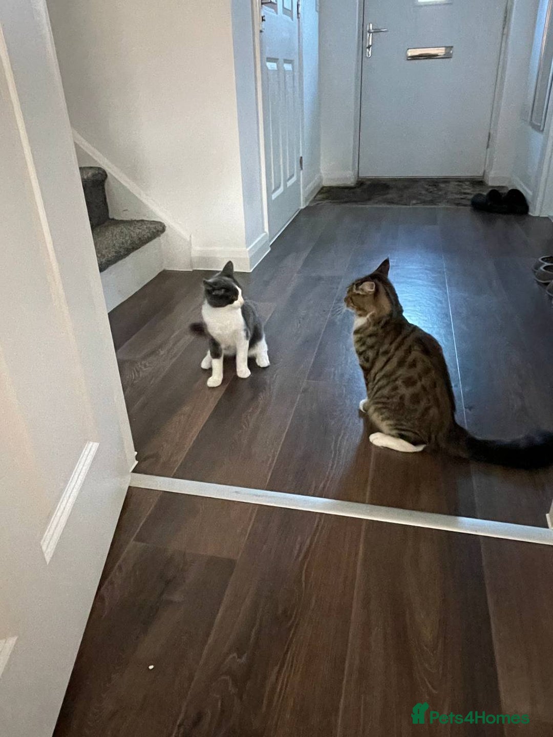 Domestic Shorthair cats for sale: Beautiful Grey & White Kitten for Sale - Image 8