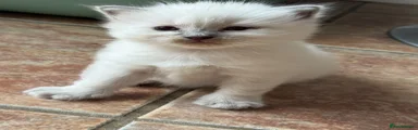 Ragdoll 2