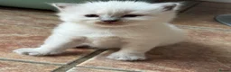 Ragdoll cats for sale: GCCF Blue point Ragdolls  - Advert 3