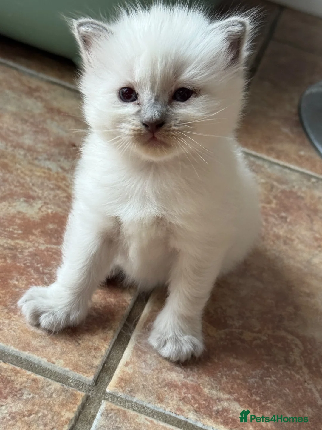Ragdoll cats for sale: GCCF Blue point Ragdolls  - Advert 3