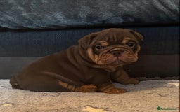 English Bulldog dogs for sale: English bulldog puppies - Image 22