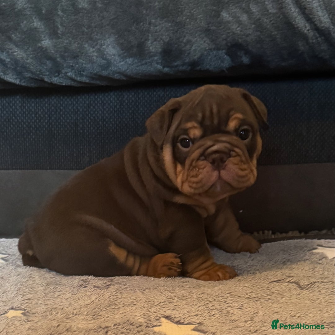 English Bulldog dogs for sale: English bulldog puppies - Image 22