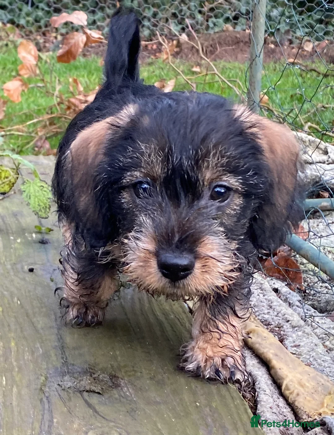 Dachshund dogs for sale: Schweenie puppies  - Advert 2