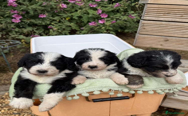 Bernedoodle dogs - Advert 1