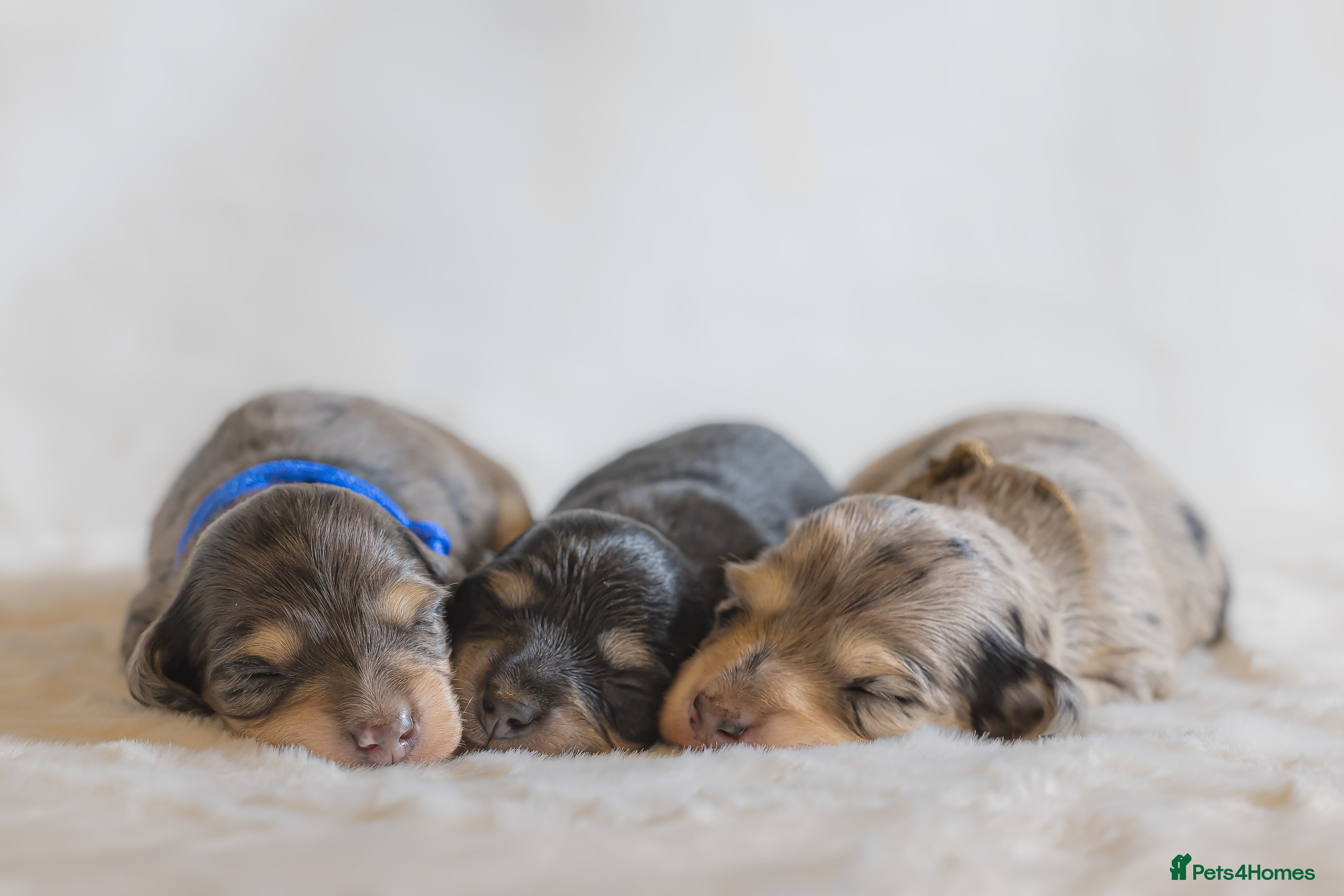 Miniature Dachshund dogs Exceptional PRA clear Champion miniature L/H dachs - Advert 1