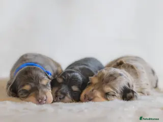 Miniature Dachshund dogs Exceptional PRA clear Champion miniature L/H dachs - Advert 1