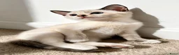 Siamese cats for sale: 3 Stunning Traditional Applehead Siamese Kittens - Advert 6