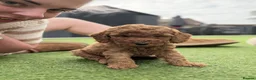 Cockapoo dogs for sale: Adorable Cockapoo puppies  - Advert 7