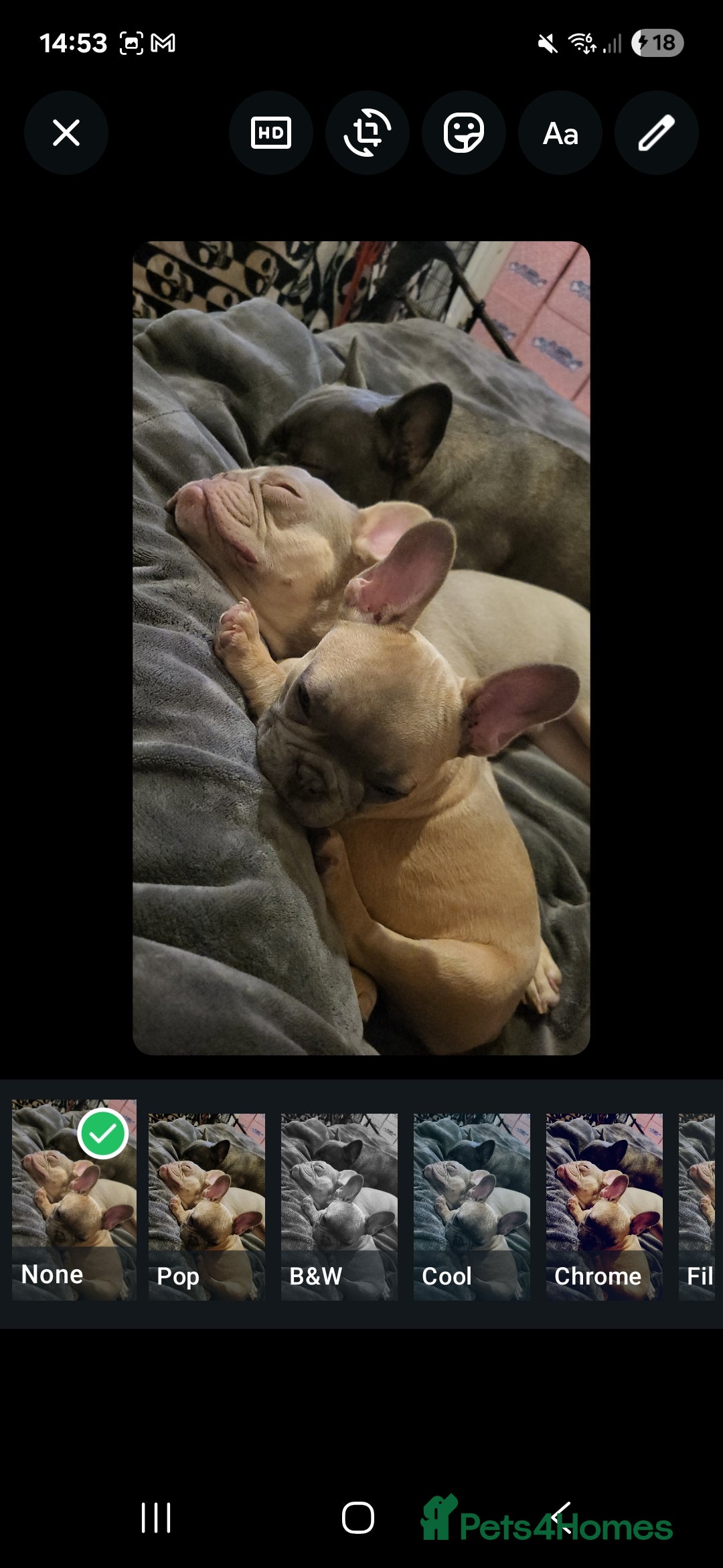 French Bulldog dogs for sale: Blue fawn frenchie baby - Advert 3