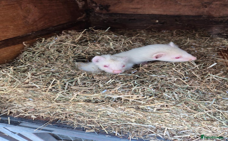 Ferret rodents - Advert 15