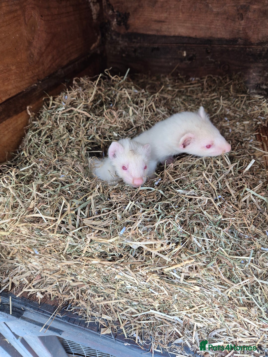 Ferret rodents for sale: Ferret  - Image 1