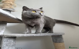 British Shorthair cats for sale: GCCF active queen for sale  - Image 2