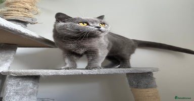 British Shorthair cats - Advert 4