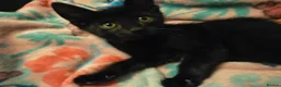Mixed Breed cats for sale: 7 beautiful kittens - Advert 16