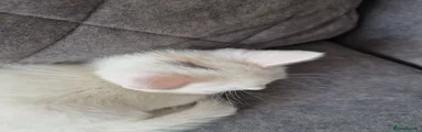 Girl CALICO 