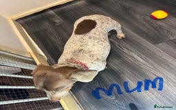 Miniature Dachshund dogs for sale: 6 Miniature Dachshund babies - Image 2