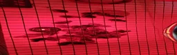 Quail poultry for sale: Week old chicks (unsexed) (£4 each) in Birchington - Advert 3