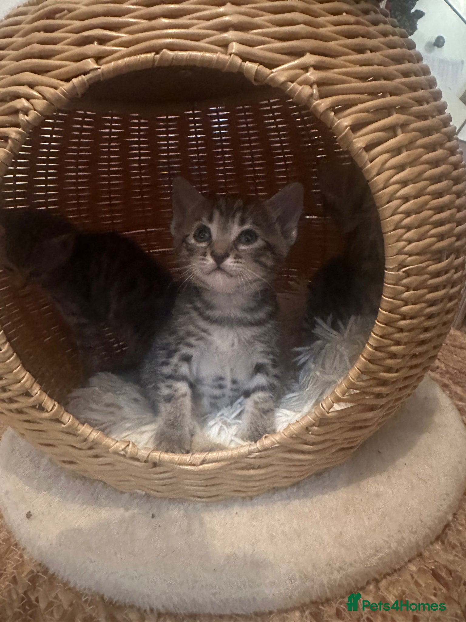 Bengal cats for sale: Mixed breed bengal kittens  in Ware - Advert 2