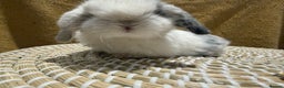 Mini Lop rabbits for sale: 5 Beautiful Baby Mini Lop Rabbits  - Advert 22
