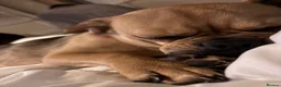 Mixed Breed dogs for sale: Dog for sale - Advert 4