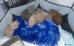 British Shorthair cats for sale: British shorthair kittens  - Image 2